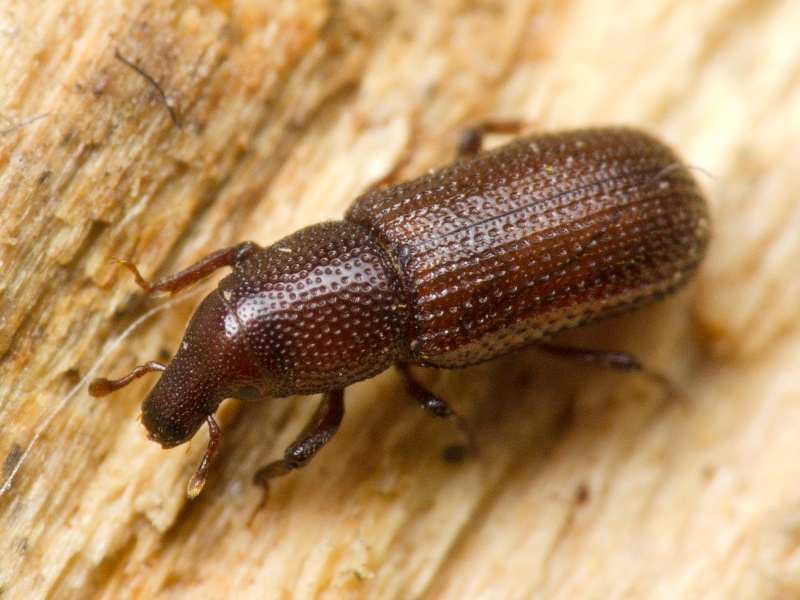 Stereocorynes truncorum (Germar, 1824)